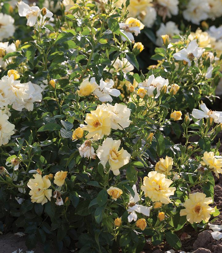 2G Rosa 'Lemon Drift' ('Meisentmil') Lemon Drift® rose: Patent PP20,635 1010821