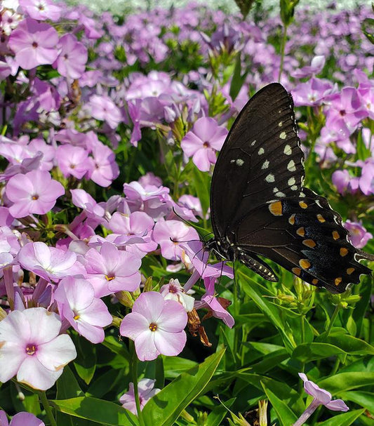 1G Phlox hybrid 'Opening Act Blush' Opening Act Blush Hybrid Garden Phlox: Patent PPAF 1008557