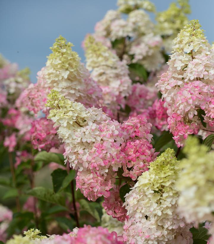 3G Hydrangea pan. 'Berry White' ('Renba') Berry White® Hydrangea: Patent PP28,509 1009931