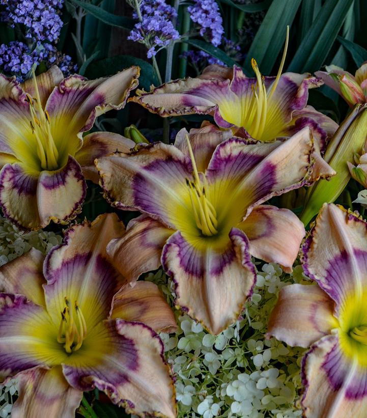 8" Hemerocallis 'Handwriting on the Wall' Handwriting on the Wall Daylily 1010956