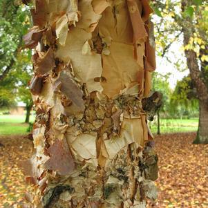 Betula nigra 'City Slicker' ('Whit XXV') City Slicker #7 River Birch: Patent PP16,573