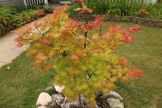 3G ACER SHIRASAWANUM  `AUTUMN MOON`  Autumn Moon Japanese Maple 1003644