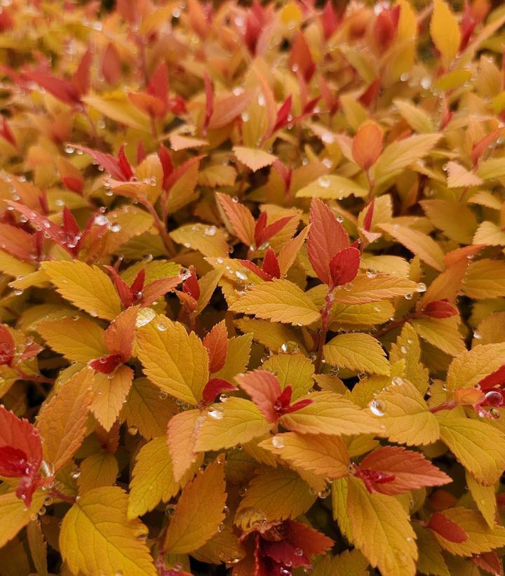 3G Spiraea jap. 'Double Play Candy Corn' ('NCSX1') Double Play® Candy Corn® Spirea: Patent PP28313 1008273