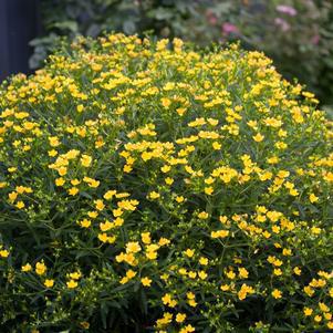 2G Hypericum X Sunny Boulevard® ('Deppe') 'Sunny Boulevard' St. John's Wort: Patent PP20045 1004268