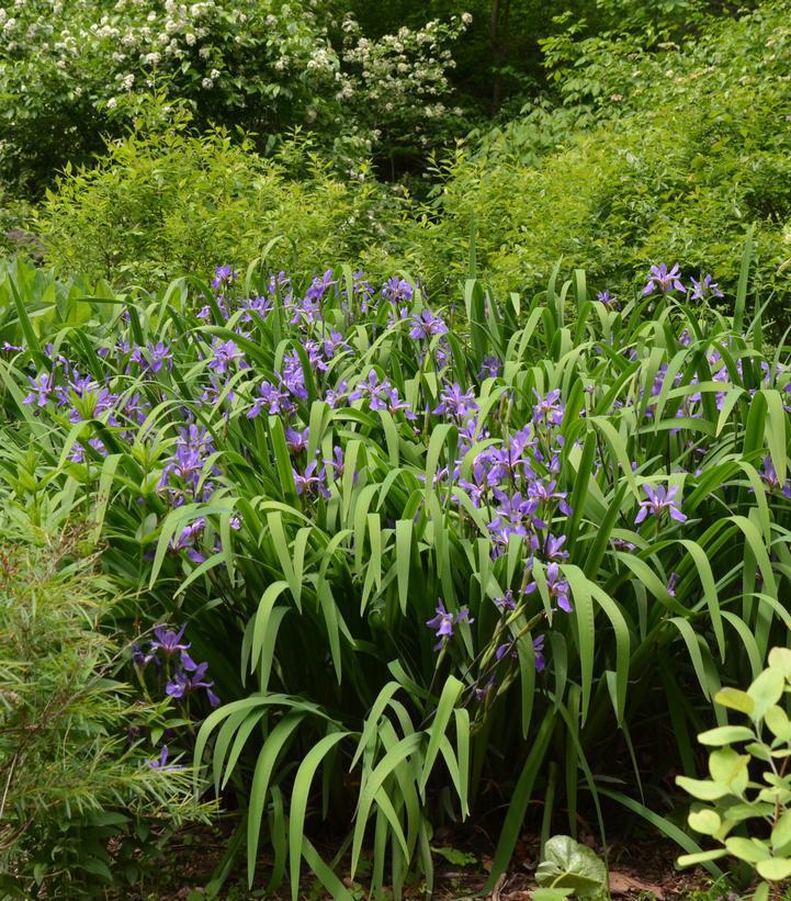 1G Iris versicolor 'Purple Flame' Purple Flame Northern Blueflag 1012842