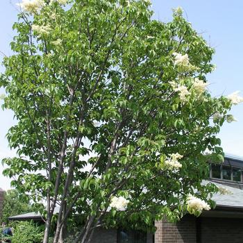 15G Syringa Reticulata Ivory Silk - Tree Form (Japanese Tree Lilac) 1003101