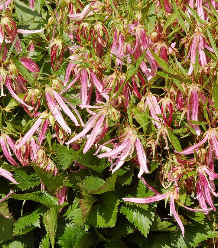 1G Campanula 'Pink Octopus' Pink Octopus Bellflower: Patent PP18,885 1011819