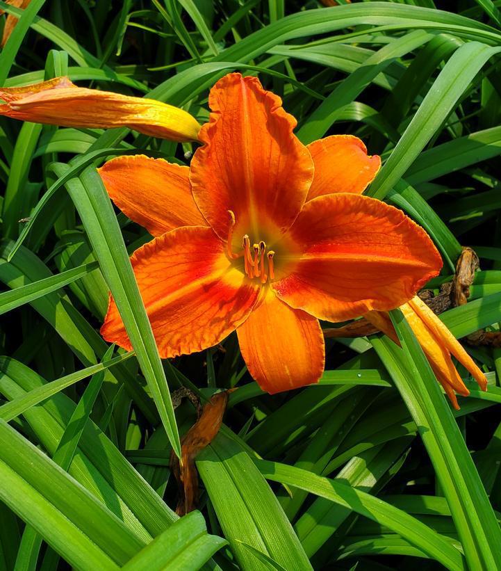 2G Hemerocallis 'Alabama Jubilee' Alabama Jubilee Daylily