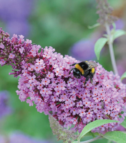 8" Buddleia Buzz 'Soft Pink' ('Tobudsopi') Butterfly Bush 1009613