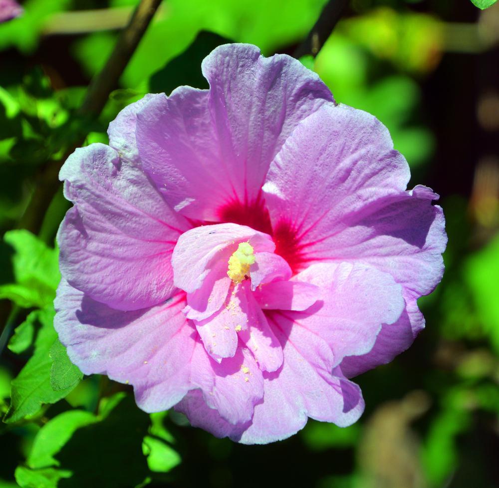 3G Hibiscus syriacus 'Minerva' Minerva Rose of Sharon 1001073