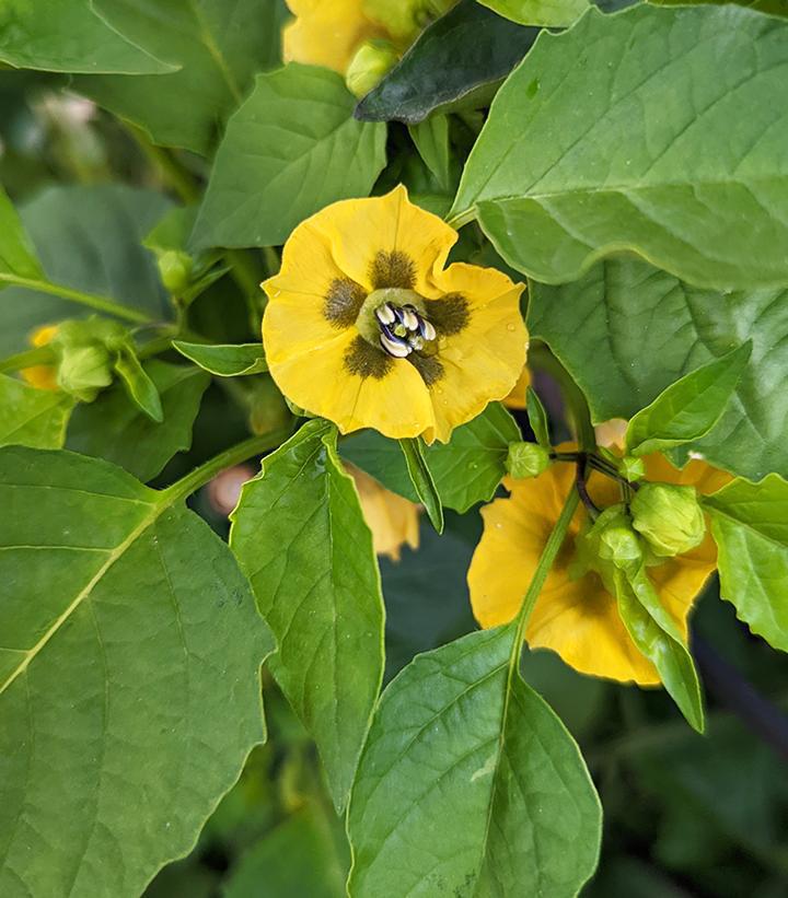 1G Tomatillo 'Tamayo' Tamayo Tomatillo 1011483