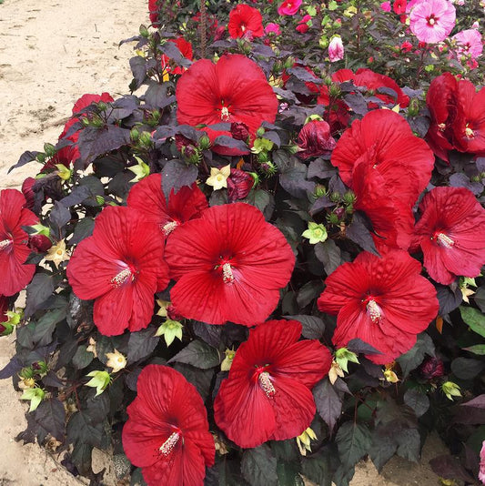 3G Hibiscus hybrid Summerific® 'Holy Grail' Holy Grail Rose Mallow: Patent PPAF 1010629