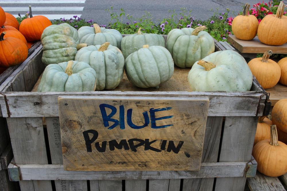 Pumpkin - Blue Doll by the lb