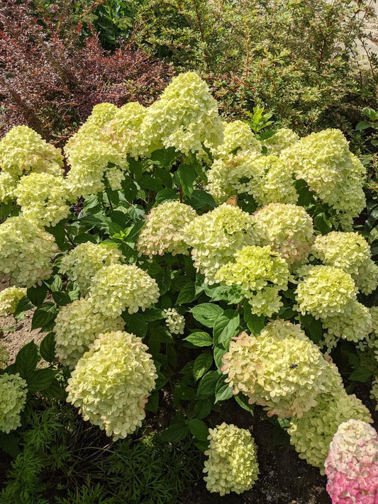 7G HYDRANGEA PAN. `LITTLE LIME` - TREE ('Jane') Panicle Hydrangea: Patent PP22330 1009810