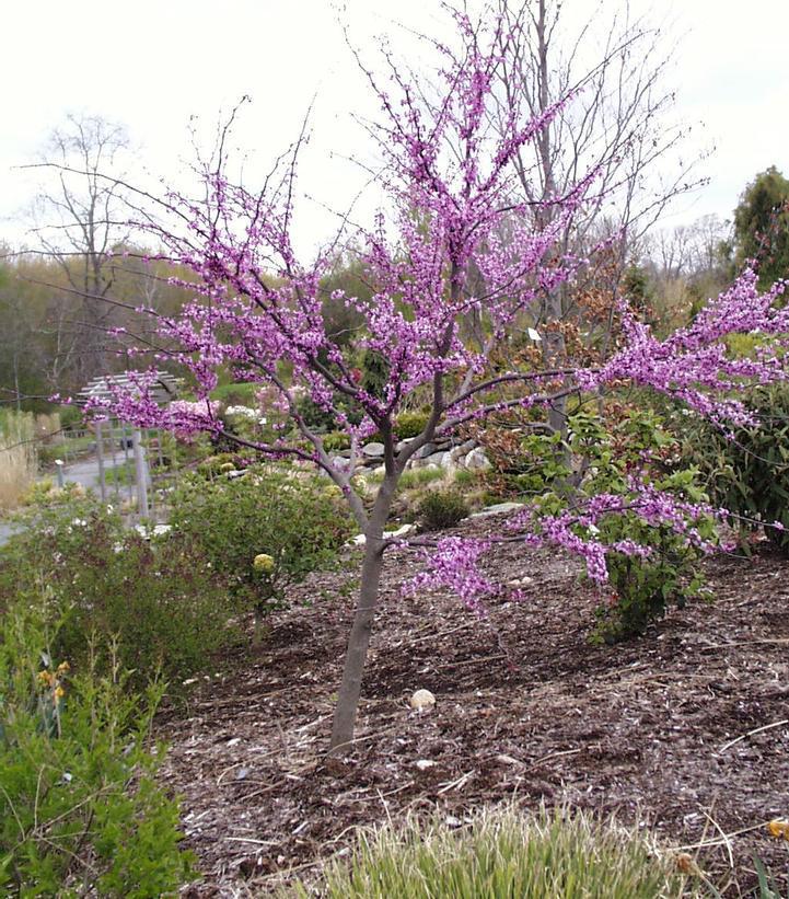 Cercis canadensis 'Forest Pansy' Forest Pansy Redbud #15