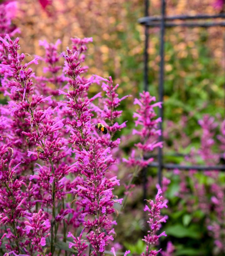 1G AGASTACHE MEANT TO BEE `ROYAL RASPBERRY` (Hummingbird Mint, Hyssops) Anise Hyssop: Patent PP 34,910 1015273