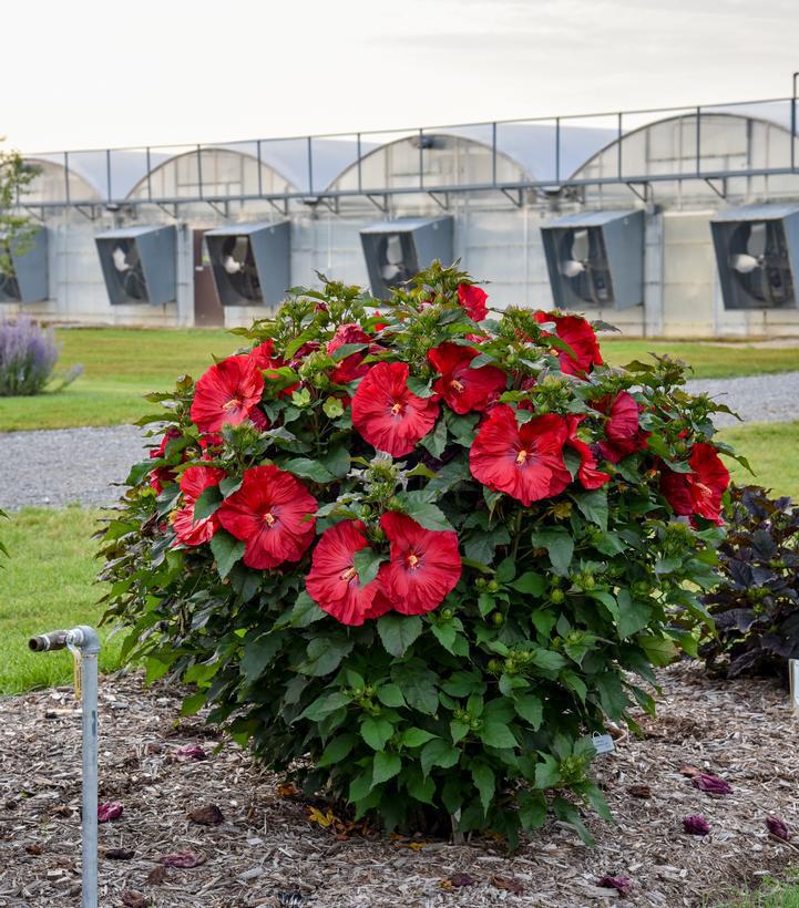 3G Hibiscus 'Valentine's Crush' - Rose Mallow - 1020373