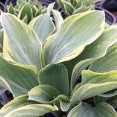 1G Hosta 'Tambourine' Tambourine Hosta 1008013