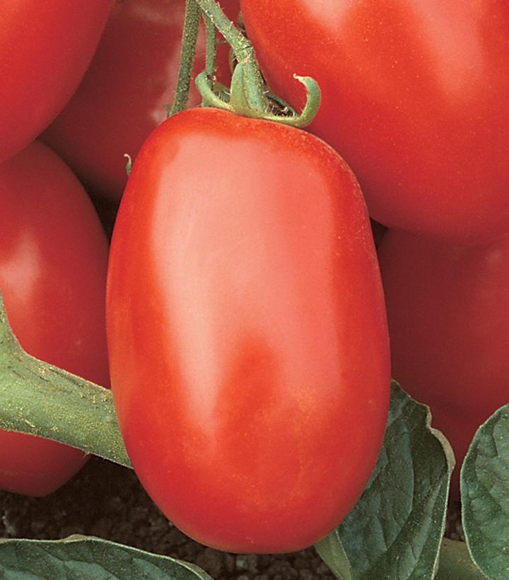 1G TOMATO 'VIVA ITALIA' (PASTE) Viva Italia Tomato 1004989