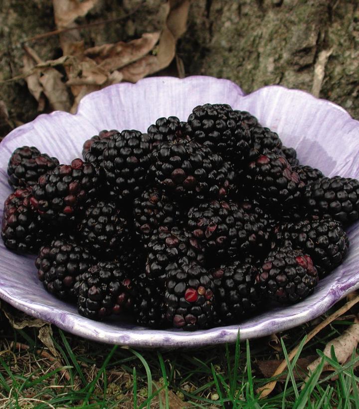 2G Rubus fruticosus 'Chester' Chester Blackberry 1001497