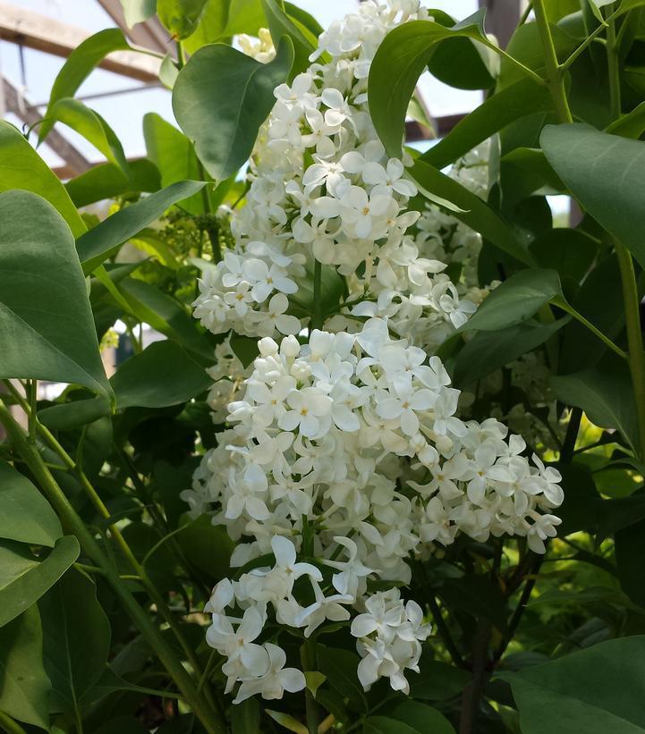 Syringa vulgaris x 'Primrose' Primrose Lilac #3