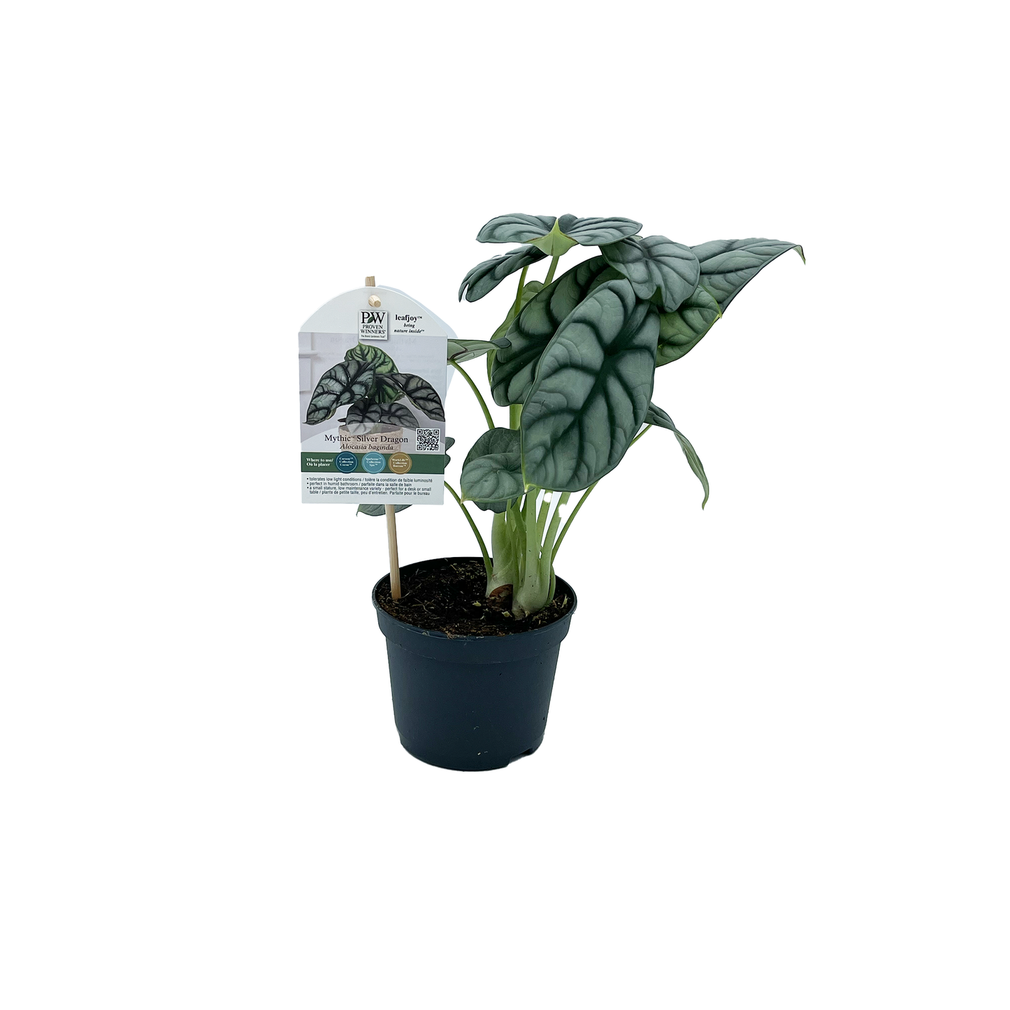 5" PW Alocasia Silver Dragon G0613