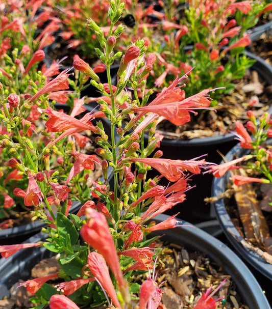 2G Agastache 'Kudos Red' Kudos™ Red Dwarf hummingbird mint: Patent PP30,375 (Hummingbird Mint, Hyssops)