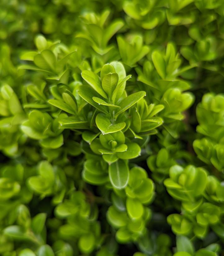 3G Buxus NewGen Independence® ('SB108') NewGen Independence® Boxwood: Patent PP28,888 1012976