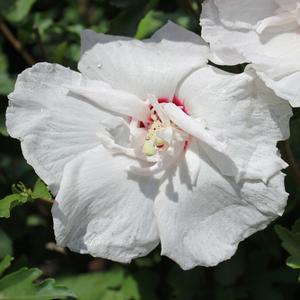 3G Hibiscus syriacus 'Bali' Bali™ Rose of Sharon 1005744