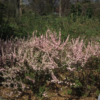 3G PRUNUS GLANDULOSA `ROSEA` (Dwarf Flowering Almond) Pink Flowering Almond 1000146