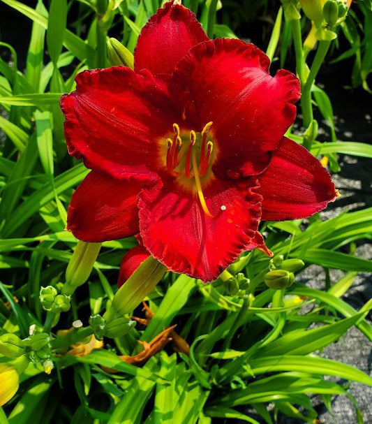 2G Hemerocallis 'Chicago Apache' Chicago Apache Daylily