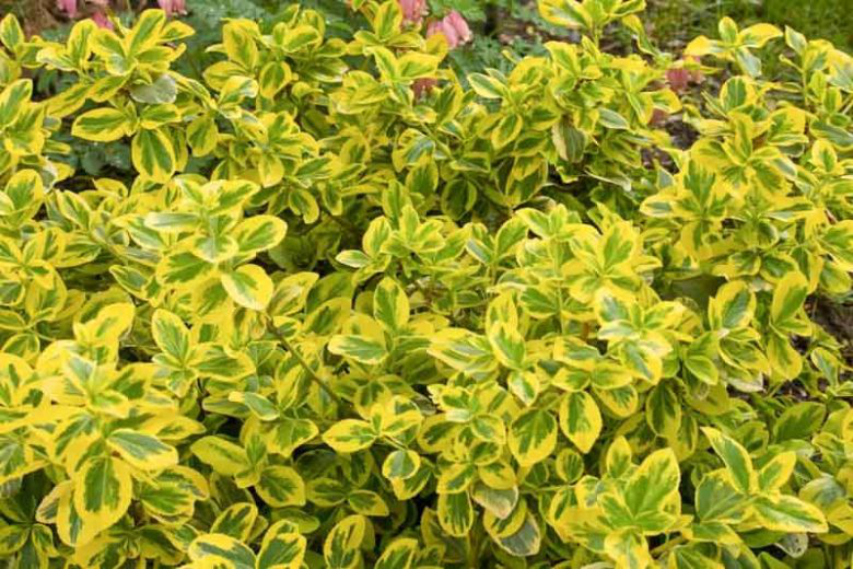 3G Euonymus Fortunei 'Gold Splash' ('Roemertwo') Gold Splash® Euonymus 1004009