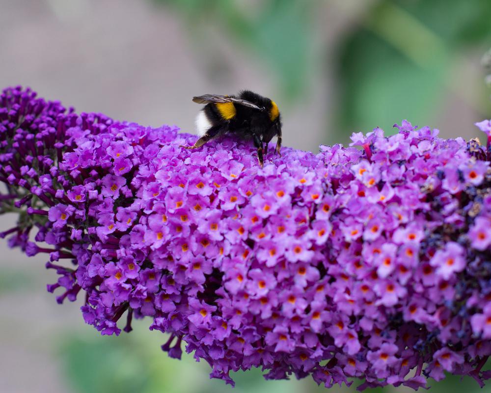 1G Amethyst Pugster Buddleia Butterfly Bush ('SMNBDL') Pugster® Amethyst Butterfly Bush: Patent PPAF 1014763