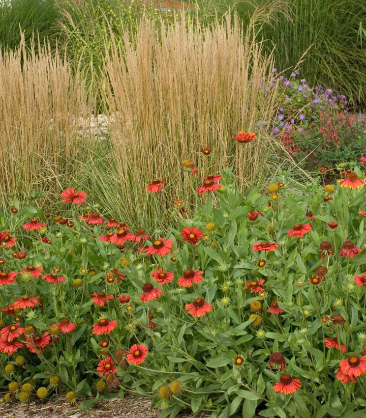 1G Gaillardia aristata 'Burgundy' Burgundy Blanket Flower 1005544