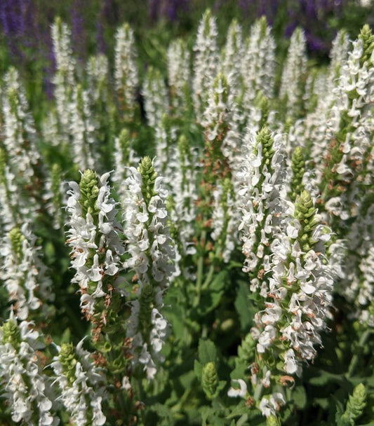 1G Salvia x sylvestris 'Snow Hill' ('Schneehugel') Snow Hill Wood Sage 1001991