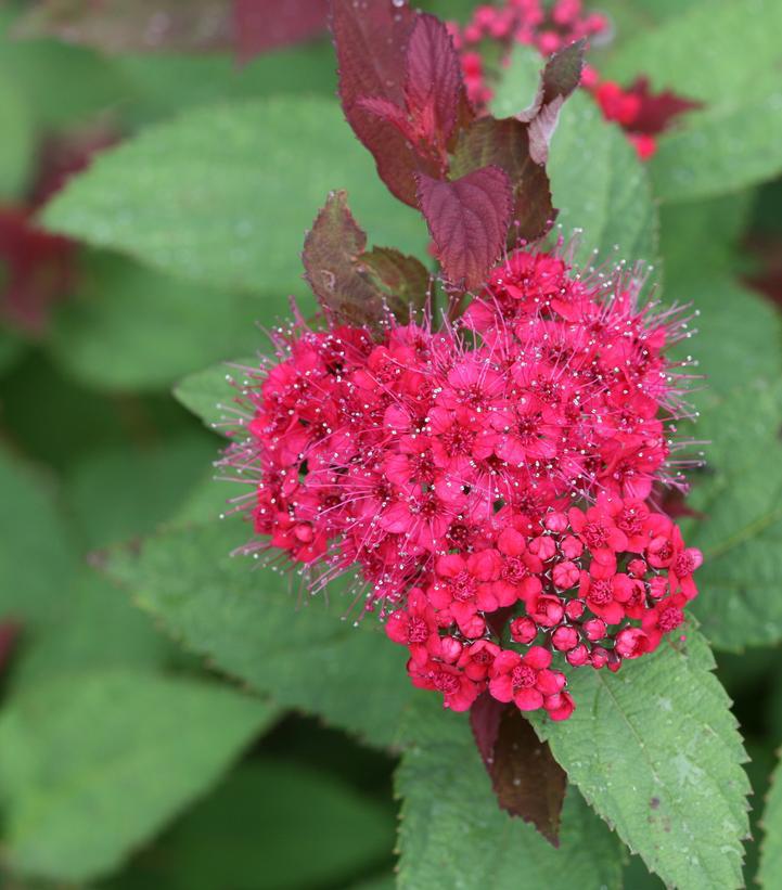 3G Spiraea jap. 'Double Play Doozie' Double Play Doozie® Spirea: Patent PPAF (Pink Bloom) 1009998