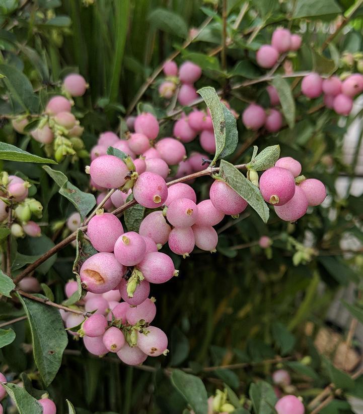 3G Symphoricarpos x doorenbosii 'Candy' ('Kolmcan') Candy™ Snowberry (Coralberry): Patent PP20,931 1006694