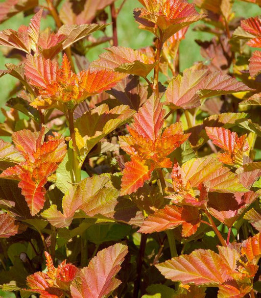 3G Physocarpus Amber Jubilee™ Amber Jubilee™ Ninebark 1005740