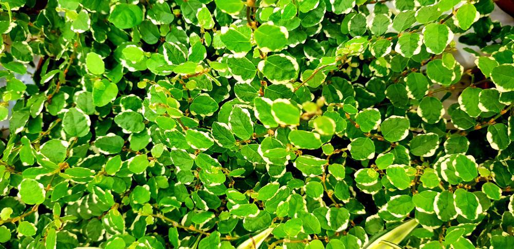 4" Ficus Repens Variegated