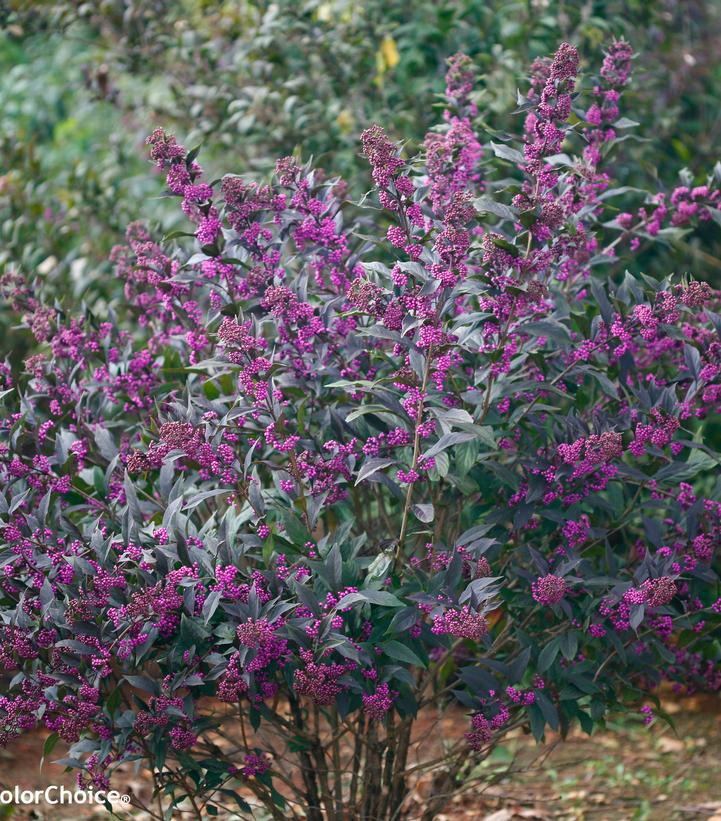 3G Callicarpa x Pearl Glam® ('NCCX2') Pearl Glam® Beautyberry: Patent PPAF 1008466