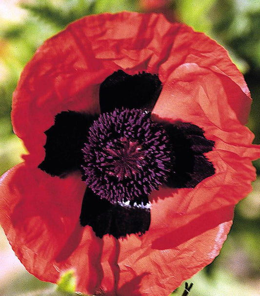 1G Papaver orientale 'Brilliant' Brilliant Oriental Poppy 1000687