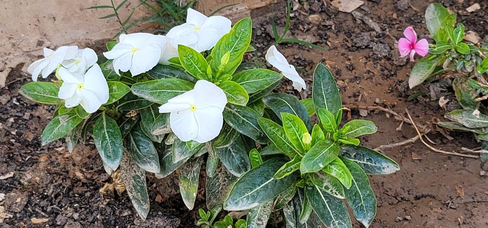 3" Vinca minor 'Alba' White Flowering Periwinkle 1003971