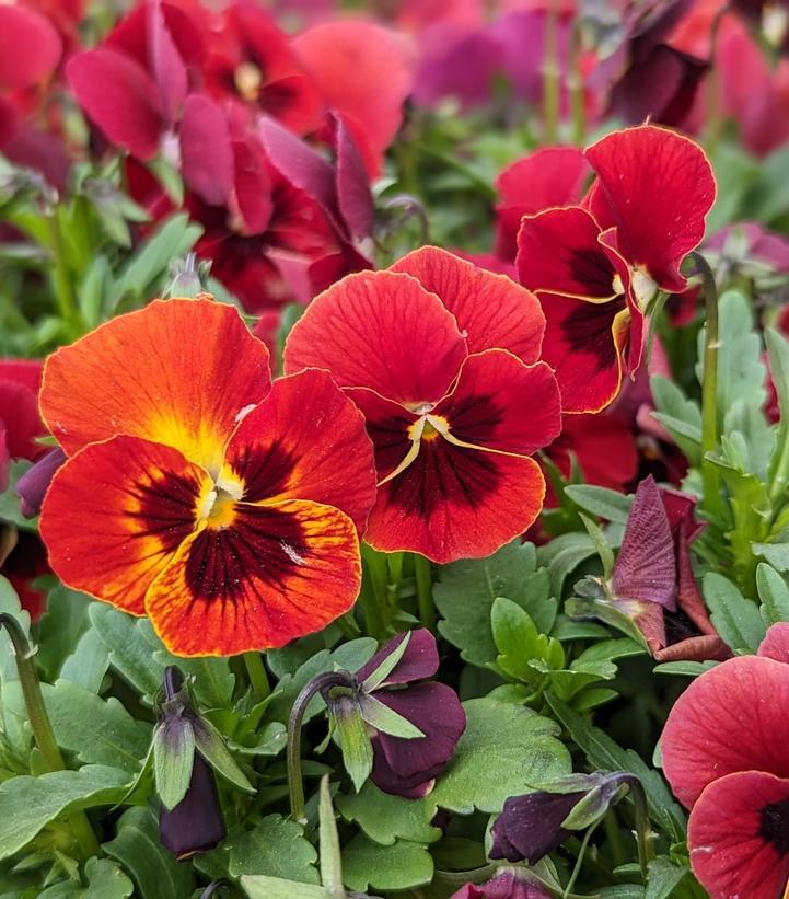 1G Viola Penny™ 'Red Blotch' Red Blotch Pansy 1008115