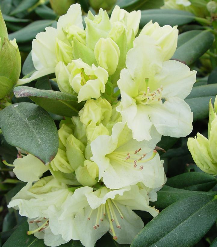 2G Rhododendron Capistrano Capistrano Rhododendron Evergreen 1002354