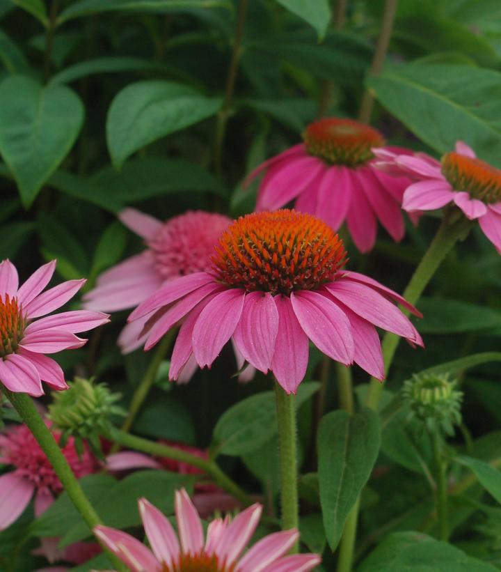 1G Echinacea 'Pow Wow Wildberry' Pow Wow® Wildberry Coneflower 1005311