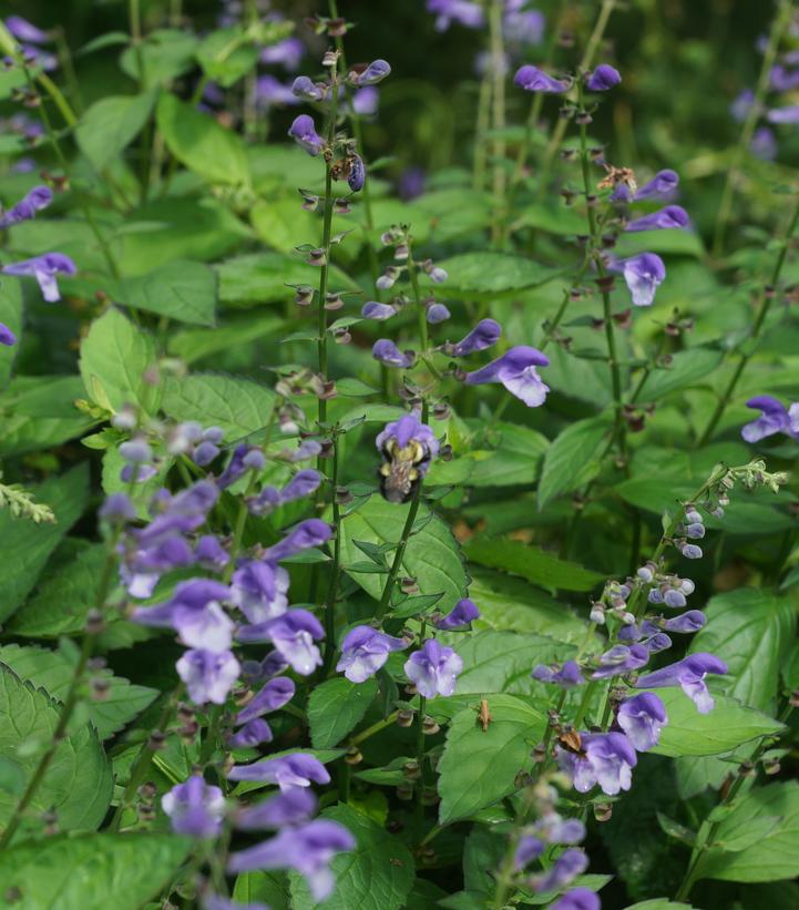 1G Scutellaria 'Appalachian Blues' Appalachian Blues Skullcap 1014323