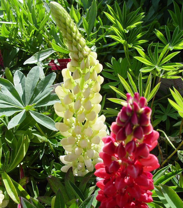 1G Lupinus 'Russell Hybrids Mix' Russell Hybrids Lupine 1000931