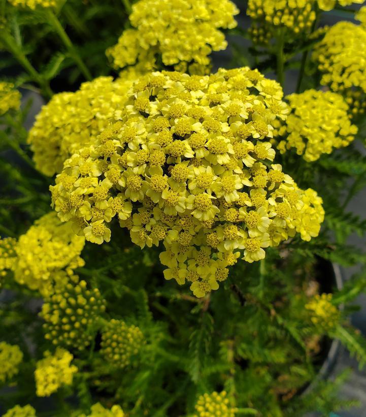 2G Achillea millefolium 'Sunny Seduction' Sunny Seduction Yarrow: Patent PP20,808 1004181