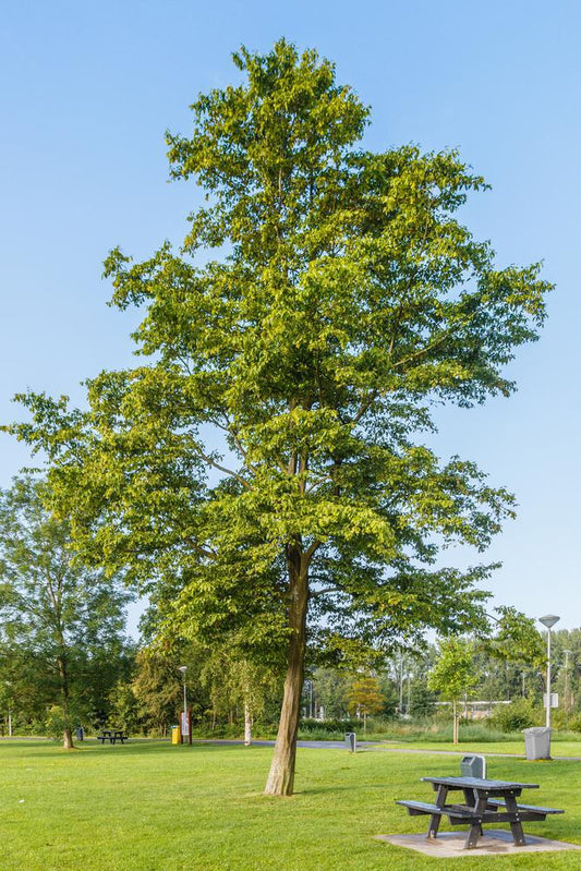 15G Carpinus Betulus Frans Fontaine Common European Hornbeam 1008543