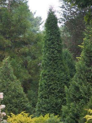 7G THUJA OCCIDENTALIS `NORTH  POLE` ('Art Boe') North Pole® Arvorvitae: Patent PP22174 1007919